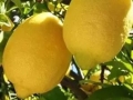 guarda le nostre varietà di limoni